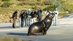 Peninsula Encounters - Standard tour - Penguins, Seals, Sea-lions and Albatross