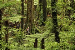 Hike New Zealand's finest forest - Whirinaki forest
