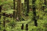 Hike New Zealand's finest forest - Whirinaki forest