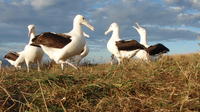 Cruise Ship Excursion Wildlife and Culture tour on the Otago Peninsula