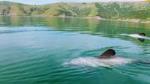 Sunrise Kayaking Safari with Sea Wildlife in Akaroa